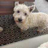 Picture of dog lost at Saint Macaire Aquitaine France