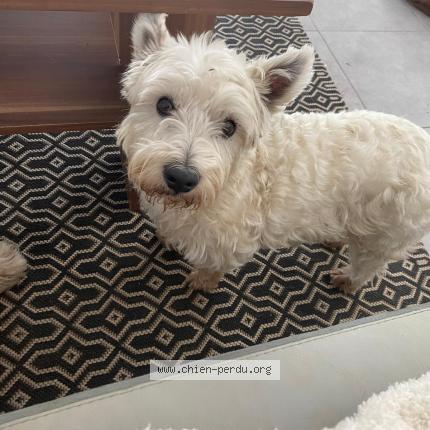 Photo 1/1 Romi Chien lost in Saint macaire aquitaine france