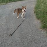 Picture of dog lost at S Aint Jean D Asse