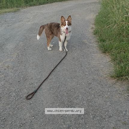 Photo 1/1 Alf Chien lost in S aint jean d asse