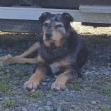 Picture of dog lost at Lauzerte