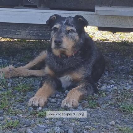 Photo 1/1 Gamin Chien lost in Lauzerte