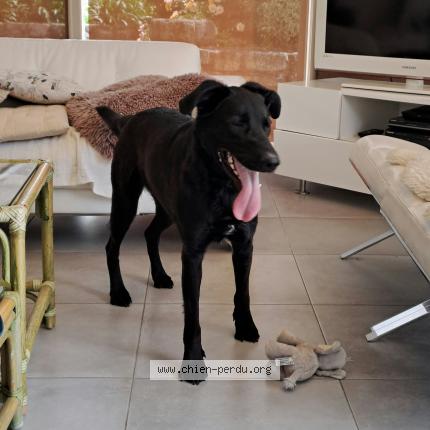 Photo 1/1 Reunited dog Found in Champcey