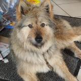 Picture of dog lost at Le Drennec