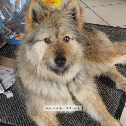 Photo 1/1 Inoukie Chien lost in Le drennec