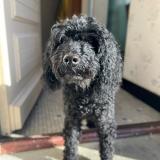 Picture of dog lost at Saint Gildas Des Bois