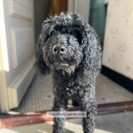 Photo 1/1 Fep Chien lost in Saint gildas des bois