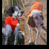 Picture of dog lost at Chaufour Les Bonnieres