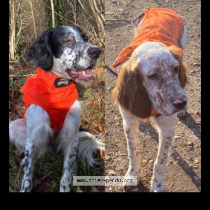 Photo 1/1 Viako Chien lost in Chaufour les bonnieres