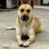 Picture of dog lost at Nevers