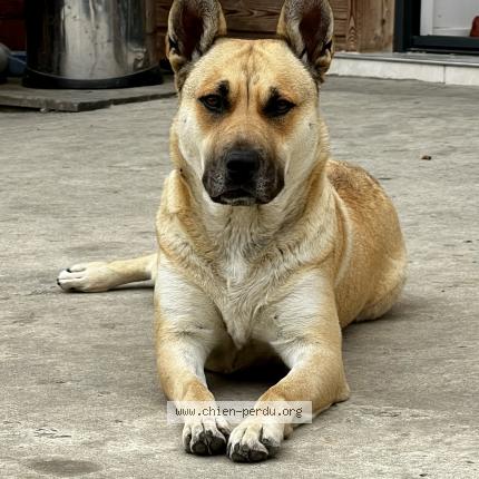 Photo 1/1 Luna Chien lost in Nevers