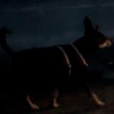 Picture of dog found at Argonay