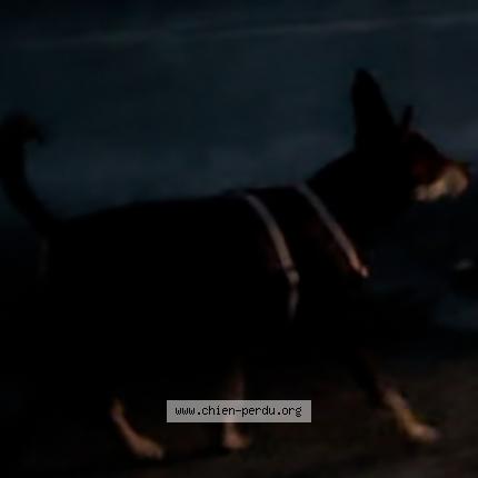 Photo 1/1 Found dog Found in Argonay