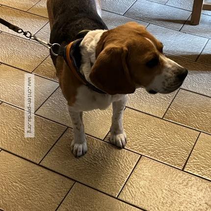 Photo 1/1 Found dog Found in Nespouls