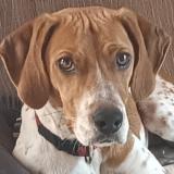 Picture of dog lost at Rocbaron