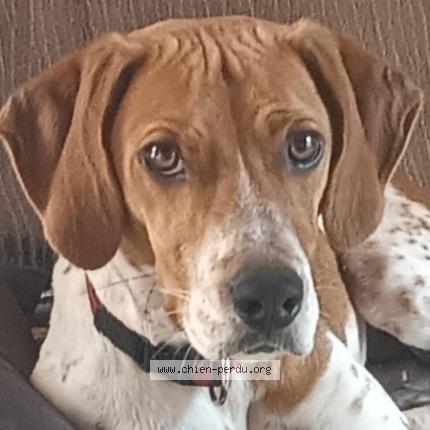 Photo 1/1 Dog reunited Lost in Rocbaron