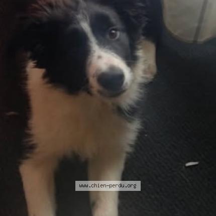 Photo 1/1 vinsou Chien lost in Sollies pont