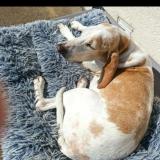 Picture of dog lost at Vorvigny