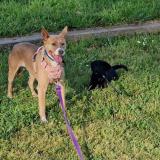 Picture of dog lost at Albi