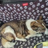 Picture of dog found at Gourdon