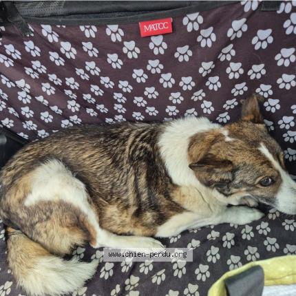 Photo 1/1 Found dog Found in Gourdon