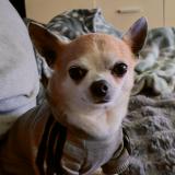 Picture of dog lost at La Roche Sur Yon