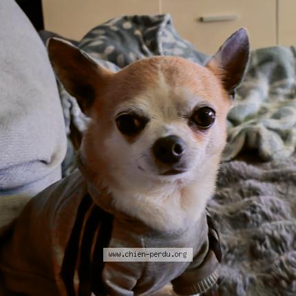 Photo 1/1 Igloo Chien lost in La roche sur yon