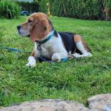 Picture of dog lost at Megange