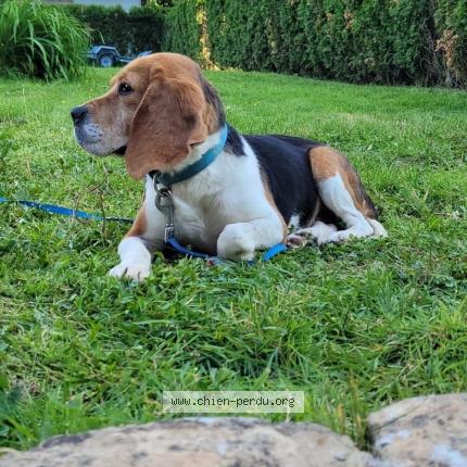 Photo 1/1 Rond’lette Chien lost in Megange