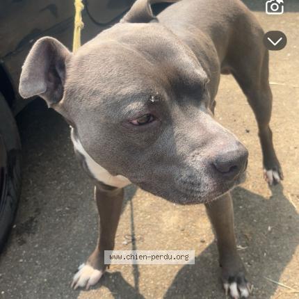 Photo 1/1 Nike Chien lost in Saint remy sur avre