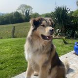 Picture of dog lost at Marcilly