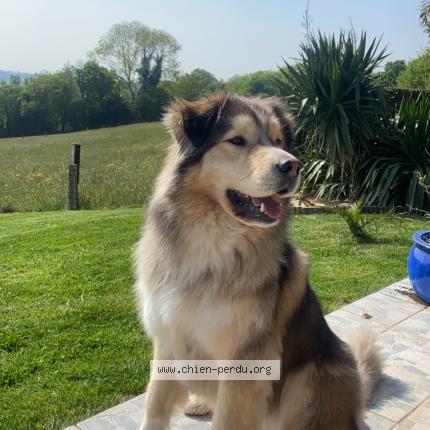 Photo 1/1 Oslo Chien lost in Marcilly