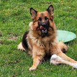 Picture of dog lost at Frieres Faillouel