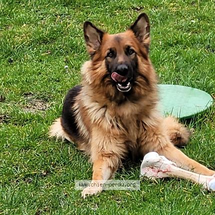 Photo 1/2 Oneil Chien lost in Frieres faillouel