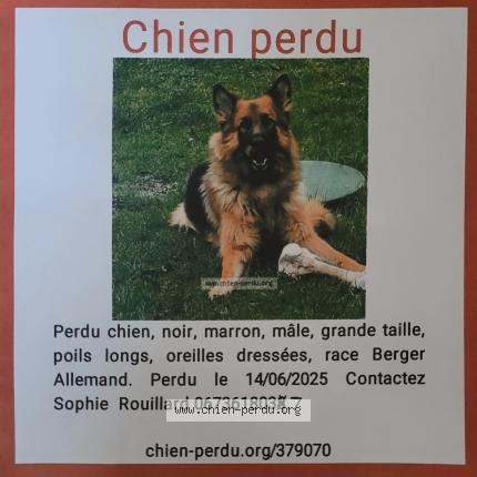 Photo 2/2 Oneil Chien lost in Frieres faillouel