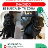 Picture of dog lost at Escobar