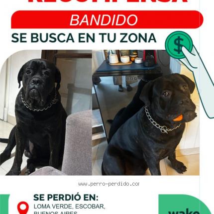 Photo 1/1 Bandido Chien lost in Escobar