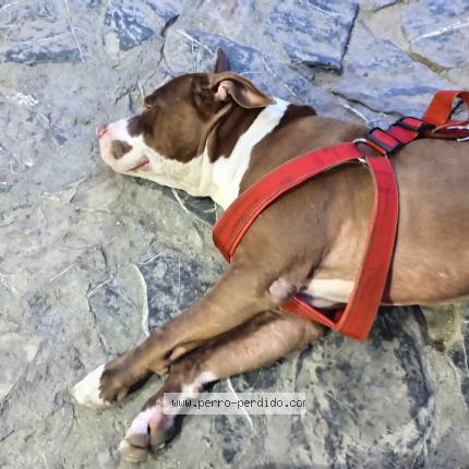 Photo 1/1 Found dog Found in San pedro sula