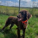 Picture of dog lost at Choignes