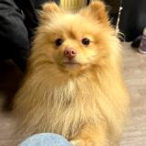 Picture of dog lost at Wallers Arenberg