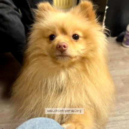 Photo 1/1 Nougat Chien lost in Wallers arenberg