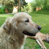 Picture of dog lost at Caignac