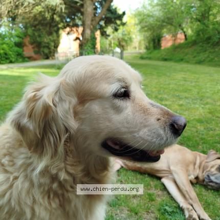 Photo 1/1 Jungo Chien lost in Caignac