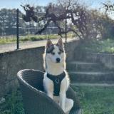 Picture of dog lost at Credin