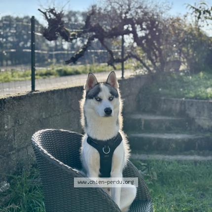 Photo 1/1 Tayko Chien lost in Credin