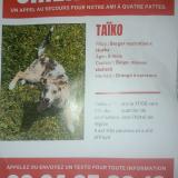 Picture of dog lost at Lyon