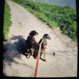 Picture of dog lost at Saint Martin De La Place