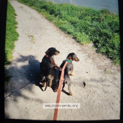 Photo 1/1 Lolottetoupie Chien lost in Saint martin de la place