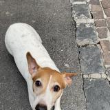 Picture of dog lost at Montpellier