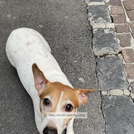 Photo 1/1 Max jack Russel Chien lost in Montpellier